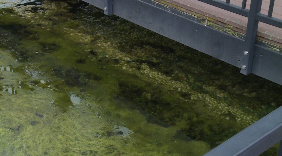 Algae in the lake at Stephens Lake Park